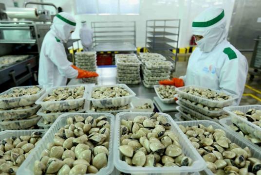 The Lenger Việt Nam Seafood Company has processed clams for the domestic market and export, including to the EU. The EVFTA opens a great opportunity for Việt Nam to ship more goods to the EU market. — VNA/VNS Photo Vũ Sinh