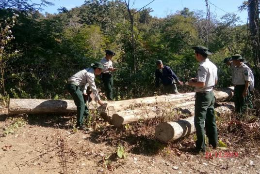 The seized timber logs in Mindon Roma Reserved Forest in Mindon Township. 