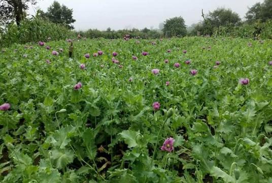Poppy plantations in Lachan village, Nanyun Township