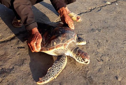 The management board of the Chàm Islands Marine Protected Area has released a rare sea turtle that was accidentally caught by a local fisherman back into its natural habitat.– Photo vnexpress.net