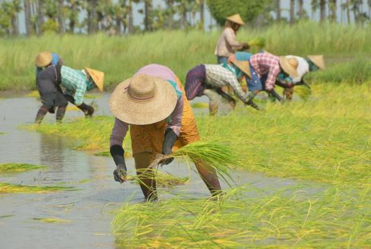Farmers grow rice in Shwebo District in Sagaing Region. (Photo-Htay Hla Aung)