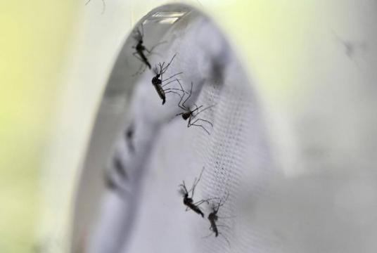 In Singapore, three people have died from dengue in the first three months, up from one last year.ST PHOTO: LIM YAOHUI