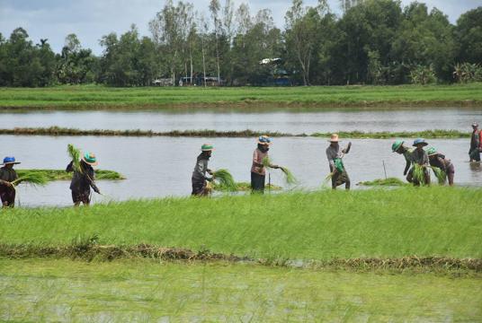 Women working in a paddy field in Ayeyawady Region (Photo-Min Thi Win Htut)