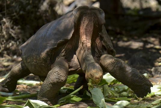 Diego, a tortoise of the endangered Chelonoidis hoodensis subspecies from Espanola Island, is seen in a breeding center at the Galapagos National Park on Santa Cruz Island in the Galapagos archipelago, located some 1,000 km off Ecuador's coast, on February 27, 2019. (AFP/Rodrigo Buendia)