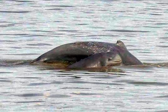 The photo shows dolphins in the Ayeyawady River.