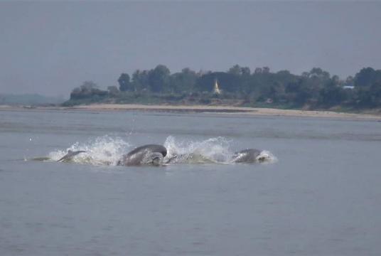 An Irrawaddy dolphin spotted in Ayeyawady River (Photo-WCS Myanmar) 
