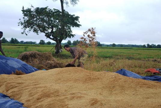 A stockpile of paddy in Ayeyawady Region. (Photo-Min Thu Win Htut)