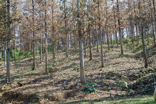 A teak plantation in Pyay District in Bago Region. (Photo-Hsan Htoo Aung).