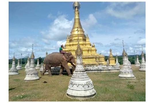 Caption: The owner of the elephant and the elephant were seen when the pagoda at the entrance of the village was being renovated