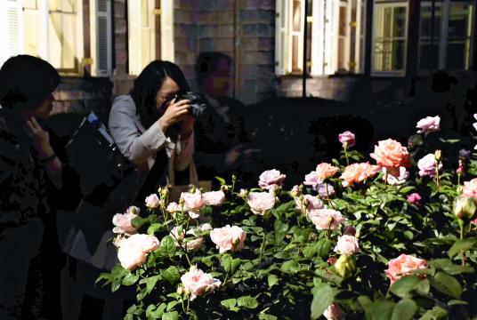 ully blooming roses are lit up at Kyu-Furukawa Gardens in Kita Ward, Tokyo, on Friday./The Japan News Photo