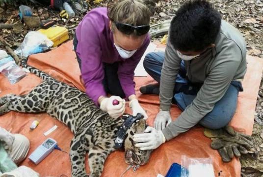 Researchers setting up a satellite collar on a Sunda clouded leopard at the Kinabatangan Wildlife Sanctuary./The Star