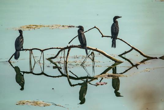 Little Cormorants are seen perched on dead branches in Jagdishpur Lake in Kapilvastu district. Every year, the reservoir hosts thousands of migratory birds.Post Photo: Manoj Paudel