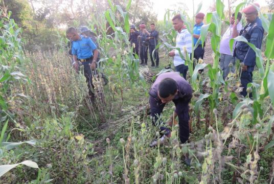 Police personnel destroy poppy plants from a corn field at Sagaiya Pipariya in Maulapur Municipality-7, Rautahat Post Photo: Shiva Puri