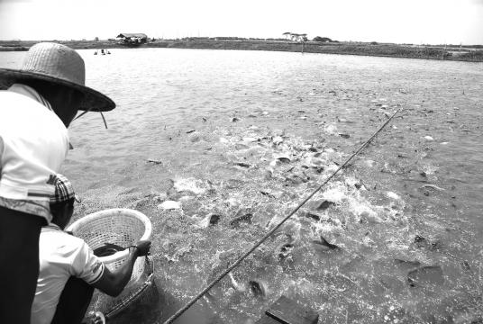 A fishing lake in Yangon Region. (Photo-Kyi Naing)