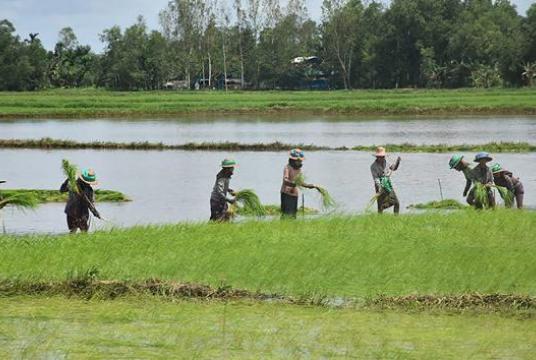 Farm workers at a rice field in a rural area 