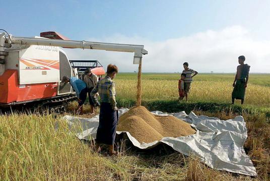 Workers seen harvesting paddy with a harvester in Yathedaung Township 