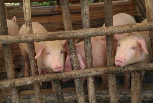 The photo shows a pig farm in Yangon. (Photo-Kyi Naing)