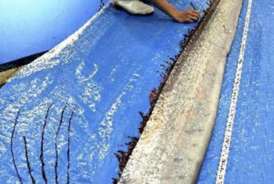 An aquarium worker examines a slender oarfish at Uozu Aquarium in Toyama Prefecture on Monday./The Japan News