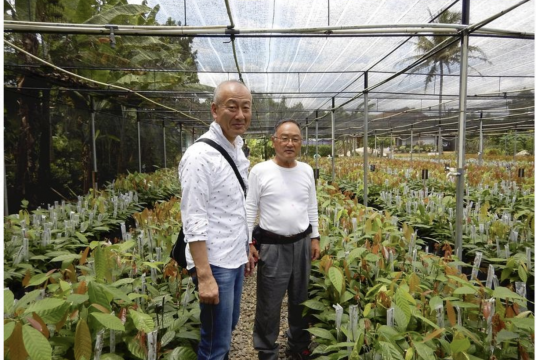 Kazuo Orita, right, and Masayuki Hiratsuka stand among cacao trees cultivated on Hahajima island, part of the village of Ogasawara, Tokyo./Courtesy of Hiratsuka Confectionery Co.