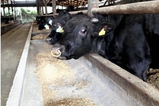 Wagyu cows are seen at a breeding farm in Miyazaki Prefecture./The Japan News