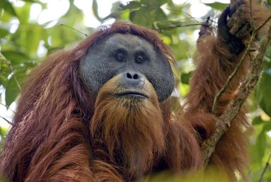 Up close: An adult male Tapanuli orangutan sits on a tree (Tim Laman via https://morphobank.org/-)