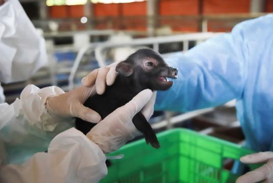 The first pig born in Việt Nam thanks to the application of somatic cell nuclear transfer technology. Photo: Bnews.vn