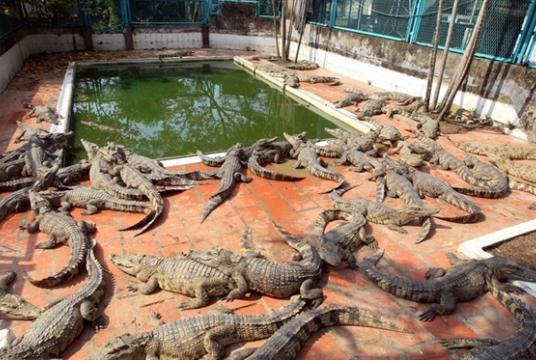 A crocodile farm in the northern city of Hải Phòng. —VNA/VNS Photo An Đăng