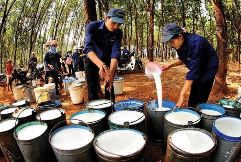 Rubber shares lost on Wednesday with Phước Hòa Rubber (PHR) and Sao Vàng Rubber (SRC) both declining by more than 6 per cent. — Photo tinnhanhchungkhoan.vn