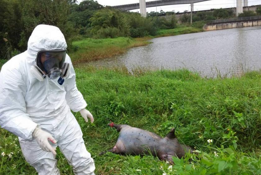 A dead hog was found on Dec. 31 on a beach in Kinmen County by coast Guard personnel just kilometers away from China’s southeastern coast, raising concerns over the possibility of an outbreak of African swine fever (ASF) in China spreading to Taiwan. (NOWnews)
