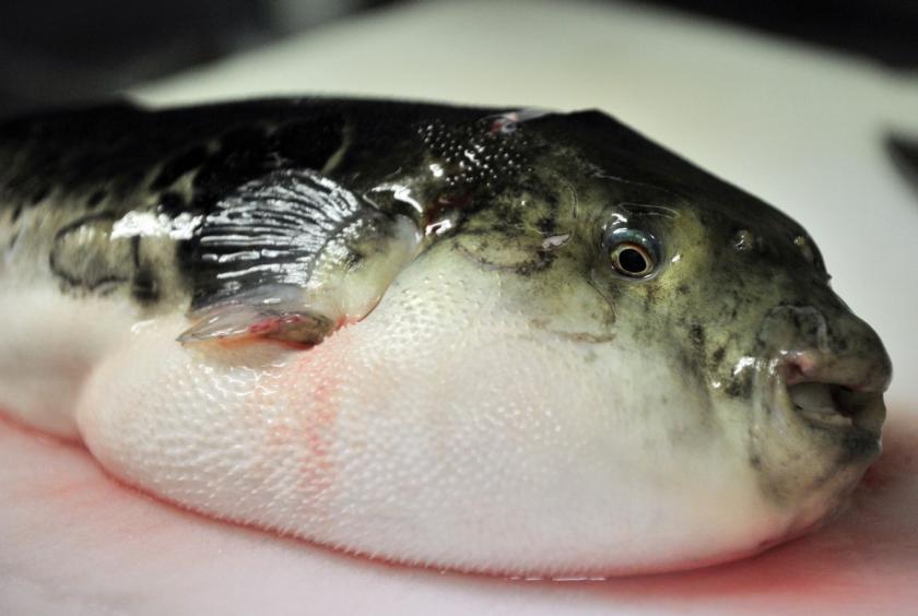 pufferfish fugu