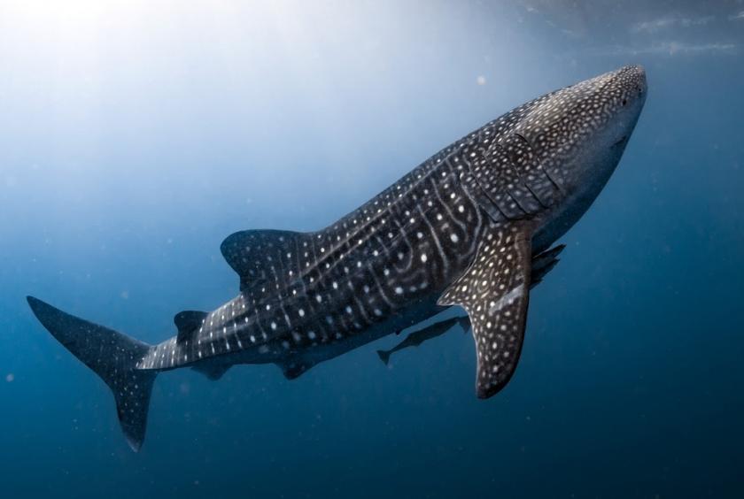 Illustration: A whale shark approaches the surface. (Shutterstock/Andrea Izzotti)