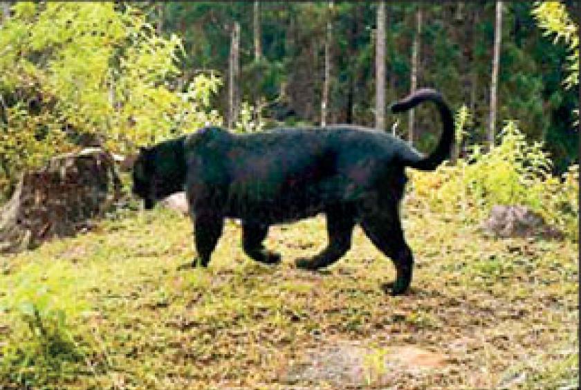 black leopard speed