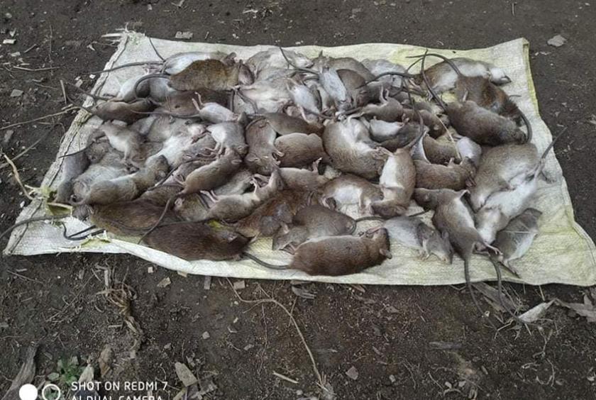 Rats wreak havoc on Kachin’s paddy fields Eleven Media Group Co., Ltd