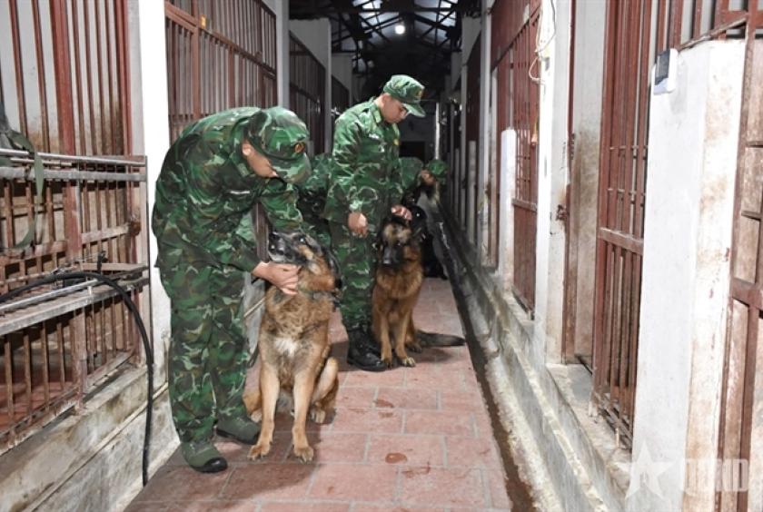 Military dog handlers check up on rescue dogs about to be sent to Myanmar to aid earthquake relief efforts. — Photo from People's Army Newspaper