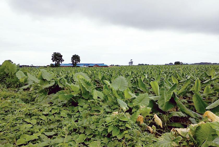 Tissue culture banana plantations in Waingmaw Township in Kachin State.