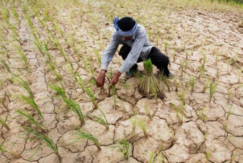 A farmer tends to his dried up paddy field amid a drought in Kampong Speu province’s Kong Pisei district. Photo-Heng Chivoan