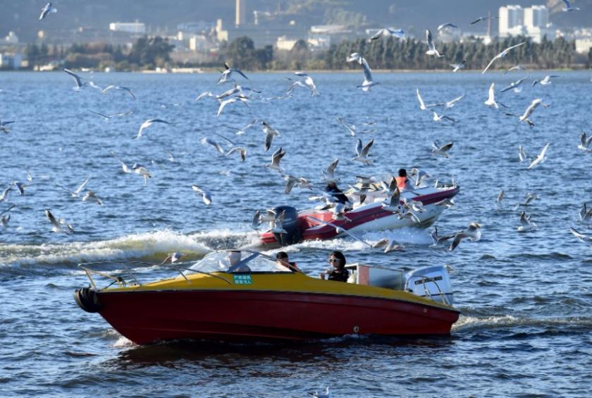 People cruise around to view red-billed gulls at Dianchi Lake in Kunming, capital of Southwest China's Yunnan province, Nov 14, 2018. [Photo/Xinhua]