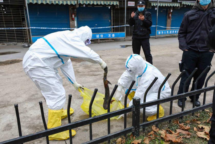 Workers catch a giant salamander which is still alive outside the Huanan Seafood Market in Wuhan city, Hubei province, Jan 27, 2020. [Photo by Yuan Zheng/chinadaily.com.cn]