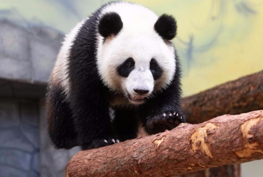 Lovely pandas add more liveliness into China-Russia ...