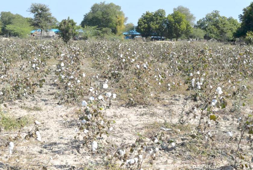 A cotton plantation in Sagaing Region.
