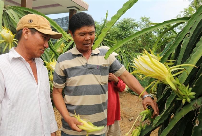 What was once a rice field in Tiền Giang Province is now a dragon fruit orchard. Many rice farmers in the province have switched to other crops from rice to adapt to climate change. – VNA/VNS Photo Minh Trí