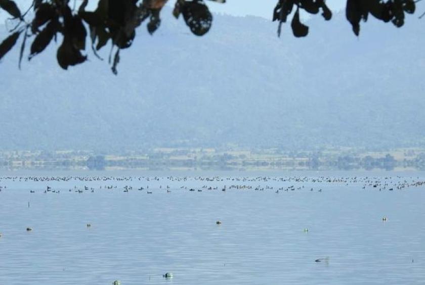 Migratory birds are seen in 2023 at Indawgyi Lake (Photo-Inn Chit Thu)