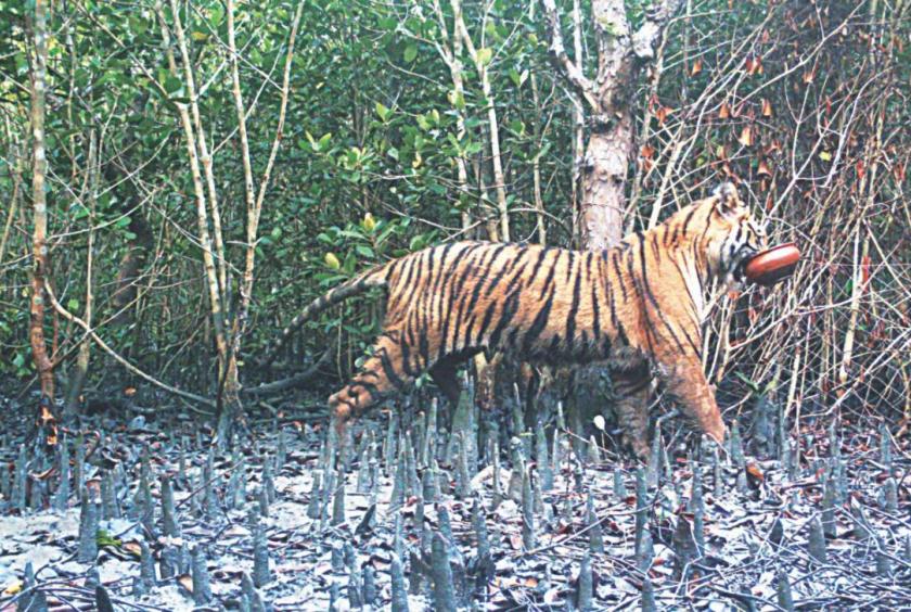 A camera trap photo shows a Royal Bengal tiger walking off with a clay pot in its mouth in Sundarbans. Increasing human encroachment, coupled with climate change, has put the animal's habitat in threat. Photo courtesy: Forest Department