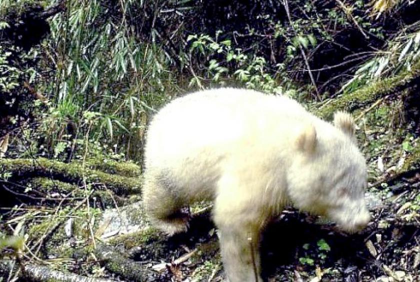 Rare albino panda caught on camera in China forest | #AsiaNewsNetwork