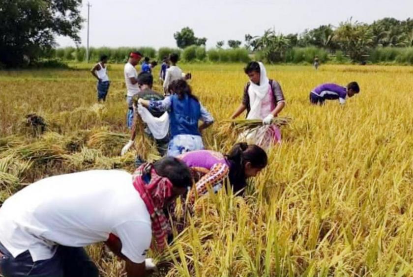 School students help a farmer harvest paddy in Horirampur of Mymensingh’s Phulpur yesterday. Farmers of the area are in difficulty as paddy prices dropped making many unable to hire help for harvest. Photo: Collected