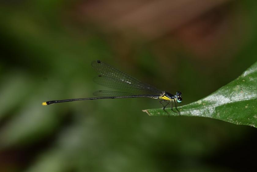 A new species of damselfly wass found in central Việt Nam by Dr. Phan Quốc Toản from Đà Nẵng-based Duy Tân University. — Photo courtesy of Phan Quốc Toản