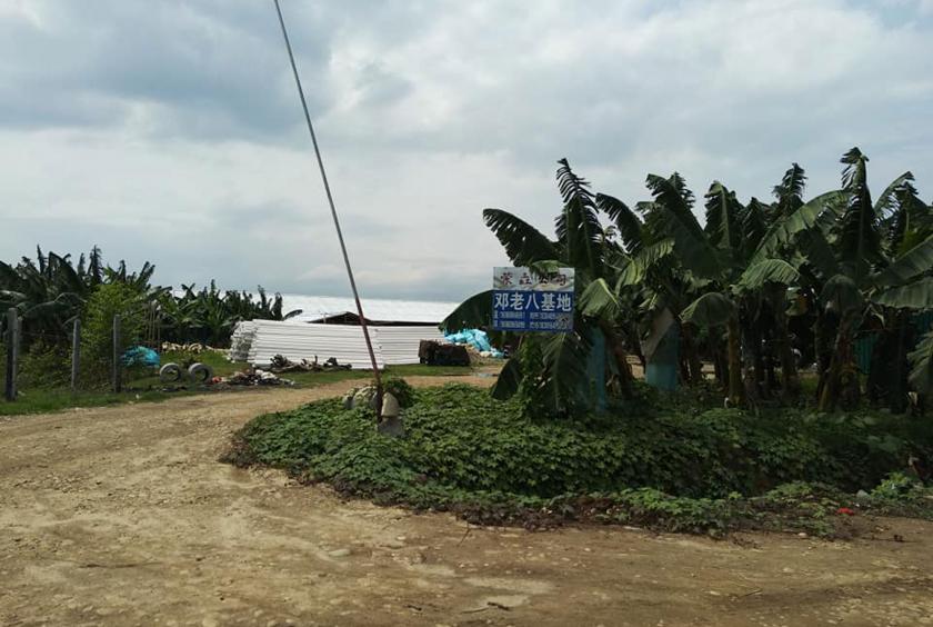 Banana plantations planted by Chinese seen at Kachin State