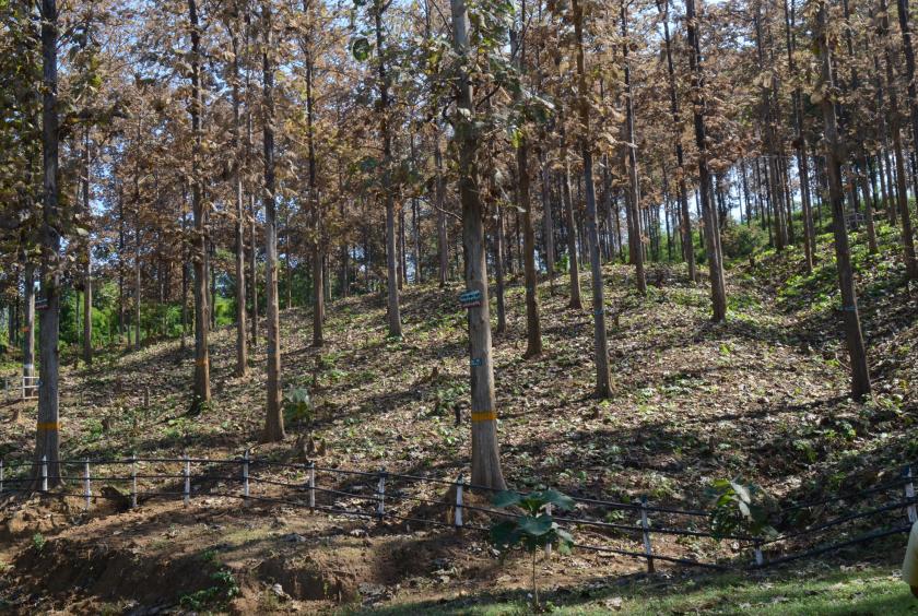 A teak plantation in Bago Region (Photo-Zeya Nyein)