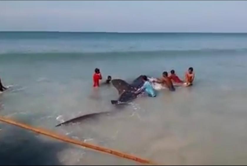 Whale shark set free by the fishermen 