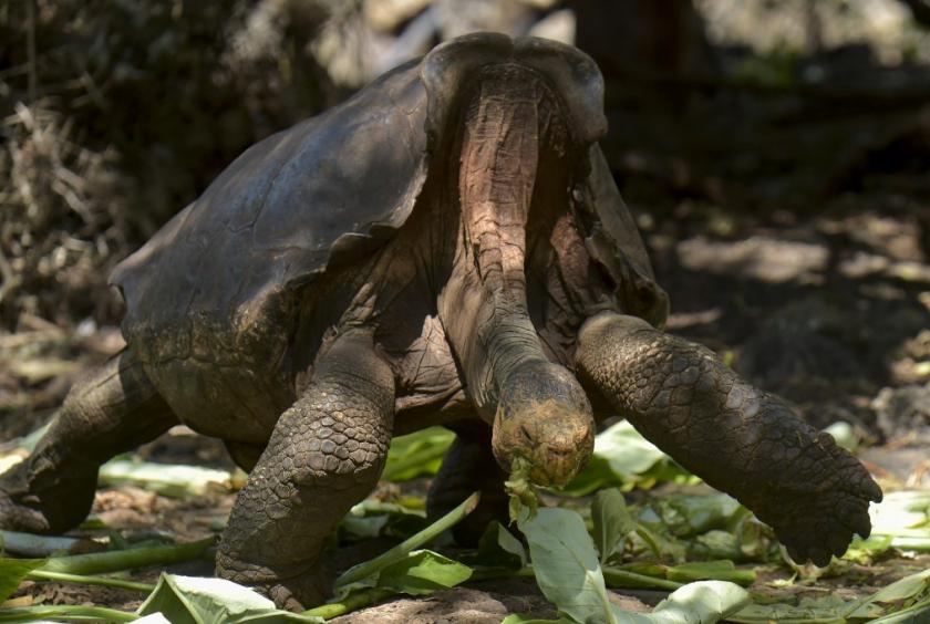 Diego, a tortoise of the endangered Chelonoidis hoodensis subspecies from Espanola Island, is seen in a breeding center at the Galapagos National Park on Santa Cruz Island in the Galapagos archipelago, located some 1,000 km off Ecuador's coast, on February 27, 2019. (AFP/Rodrigo Buendia)